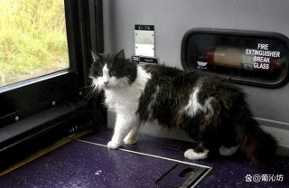 猫咪能上高铁吗，猫咪能不能带上高铁？