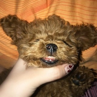 狗狗地包天怎么纠正？狗狗地包天是啥意思（最新）