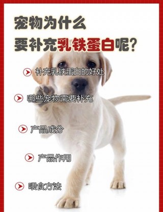 狗狗吃蛋白会怎么样？小狗吃蛋白容易消化吗（最新）