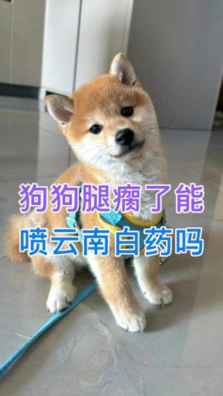狗狗可以喷云南白药吗，（狗狗可以用云南白药气雾剂吗吗）