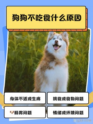 狗狗不吃狗粮只吃肉怎么办，（狗狗不吃狗粮光吃肉）