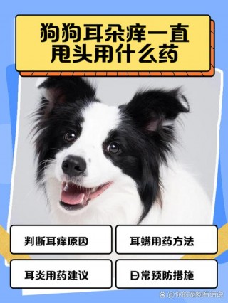 狗狗耳朵痒怎么办？狗狗耳朵痒怎么办用什么药（最新）