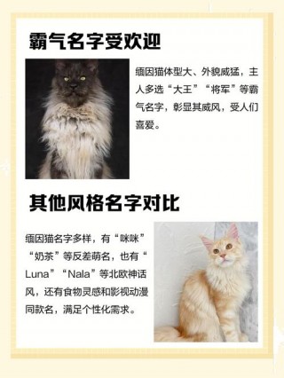 霸气的猫咪名字？最旺主人的猫咪名字（最新）