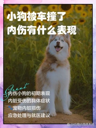 如何判断狗狗内脏受伤？狗狗内脏受伤怎么治（最新）