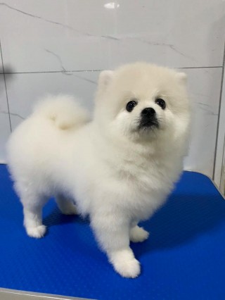 纯白色狗狗品种，纯白色狗有哪些？