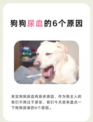 狗狗结石尿血怎么办，狗狗结石尿血怎么办会一直尿血吗？