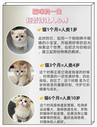 猫咪多大算成年，猫咪一般多大算成年？
