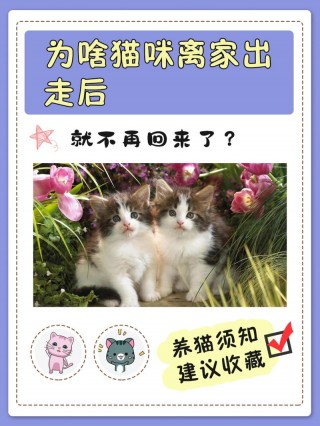猫咪出去了还会回来吗，猫出去了还会自己回来吗？