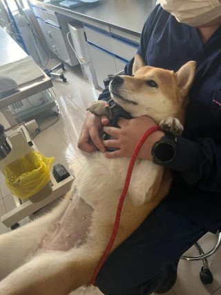 狗狗怀孕多长时间生，狗狗怀孕后多久生？