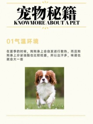 家里怎么去除狗狗异味？注意快速去除家里狗狗的异味（最新）