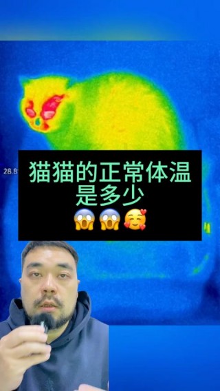 猫咪正常体温是多少，猫咪正常体温是多少°C？