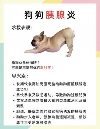 狗狗得胰腺炎什么症状，狗狗得胰腺炎什么症状图片？