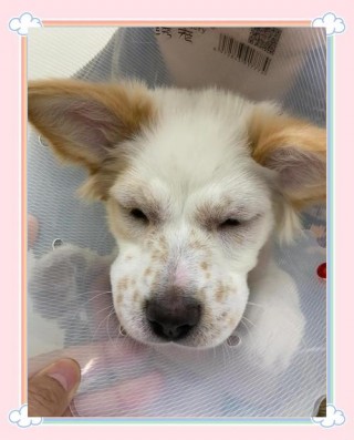 人对狗狗过敏有哪些症状？人对狗过敏的症状图片大全（最新）