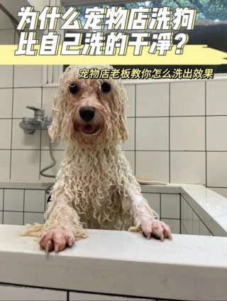 狗狗美容多少钱？狗狗美容一次要管多久（最新）
