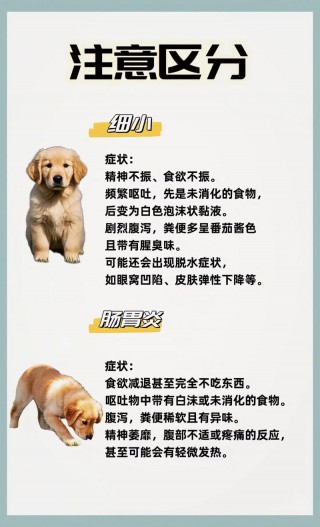 狗狗如何预防细小，狗狗预防细小打什么疫苗？