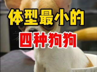 小型的狗狗有哪些品种，小型狗狗狗品种？
