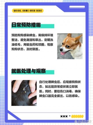 如何消灭狗狗身上蜱虫？如何消灭狗狗身上蜱虫呢（最新）