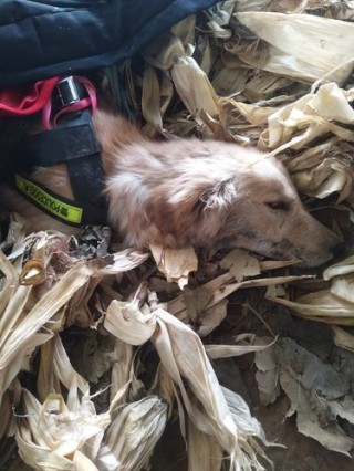 狗狗吃了农药的症状，（狗狗误吃农药好几天了有自救办法吗）