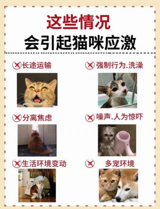 猫咪受到惊吓怎么办，（猫咪受到惊吓怎么治疗）