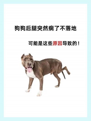 狗狗后腿弯曲正常吗，（狗狗后腿回弯处有个硬疙瘩）