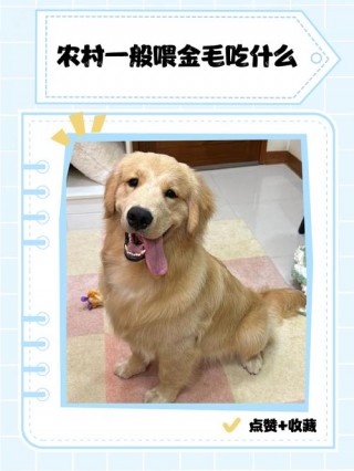 狗狗吃玉米面好吗，（狗狗吃玉米面有什么好处）