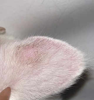 猫咪耳朵轮廓上有黑点，（猫咪耳朵边缘有黑点点）