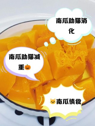 猫猫能吃南瓜吗？猫 能吃南瓜吗（最新）