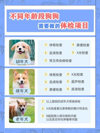 狗狗检查身体要多少钱，（狗狗身体检查费用）