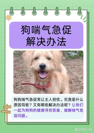 狗狗老喘气是怎么回事，（狗狗老喘气是怎么回事啊）
