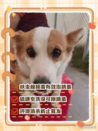 狗狗身上跳蚤怎么除掉，（狗狗身上跳蚤怎么除掉图片）