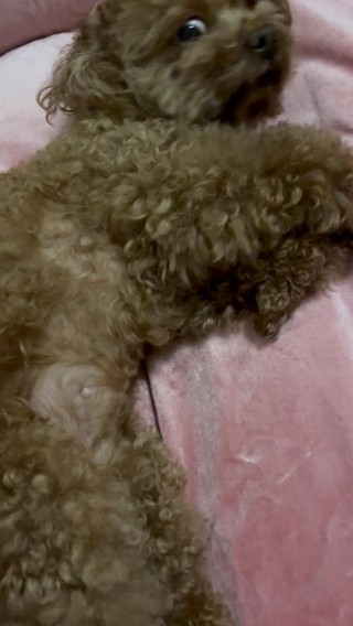 狗狗打嗝是怎么回事，（狗狗打嗝怎么回事一抽一抽 不吃饭）