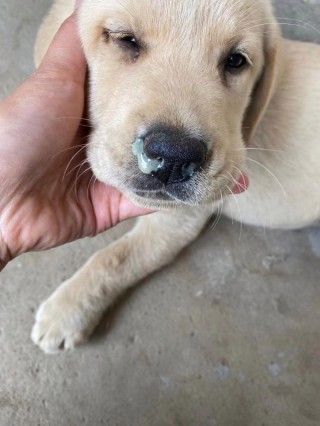 狗狗流清鼻涕怎么办，狗狗流清鼻涕是怎么样的？
