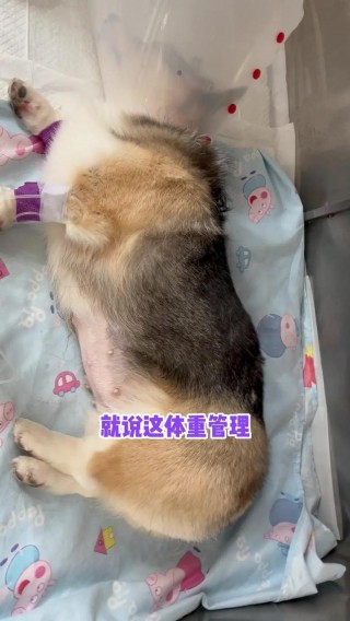 狗狗可以吃毛桃吗？狗能吃桃吗?（最新）