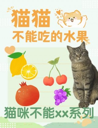 猫咪可以吃柚子？猫咪可以吃柚子嘛（最新）