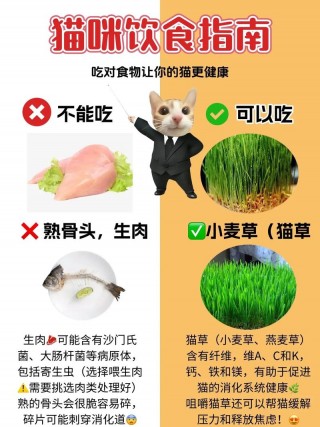 猫咪能吃头孢吗，（猫可以吃头孢么）