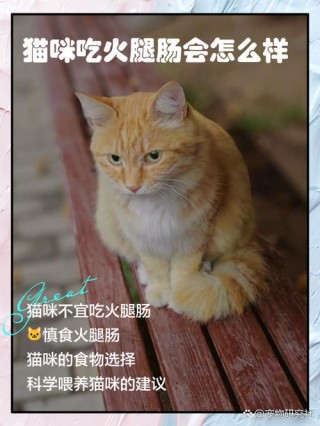 猫咪吃了火腿肠怎么办？猫咪吃了火腿肠怎么办没事吧（最新）