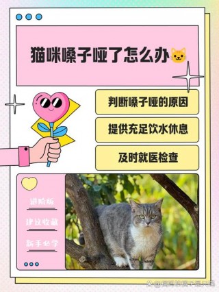 猫咪嗓子哑了怎么办，猫咪嗓子沙哑怎么回事？