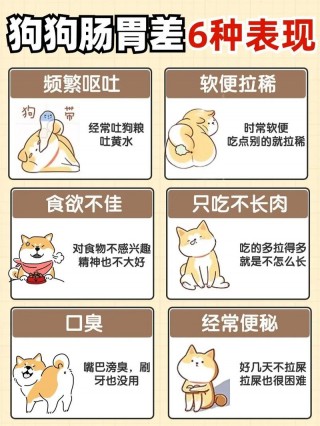 狗狗肠痉挛什么症状，狗狗肠痉挛症状及治疗？