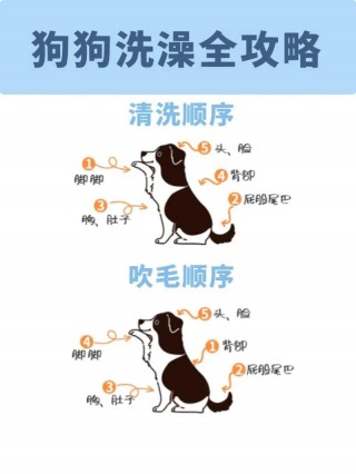 一个月的狗狗可以洗澡吗？一个月的狗狗可以洗澡吗在家里（最新）