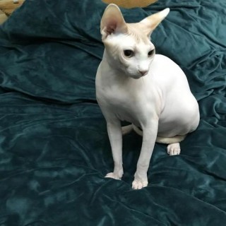 为什么猫咪越来越瘦？为什么猫咪越来越瘦的原因（最新）