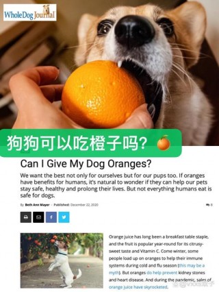 狗狗能吃橙子么？狗可以吃橙子不（最新）