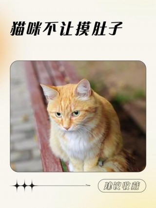 猫咪不让摸肚子，（猫咪不让摸肚子怎么办）