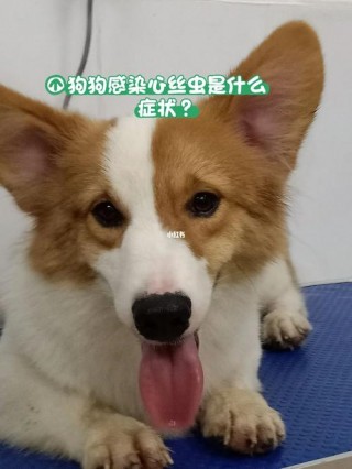 狗狗得犬心丝虫的表现？狗狗心丝虫病（最新）