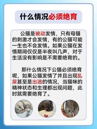 猫咪不绝育可以吗？猫不绝育行吗（最新）