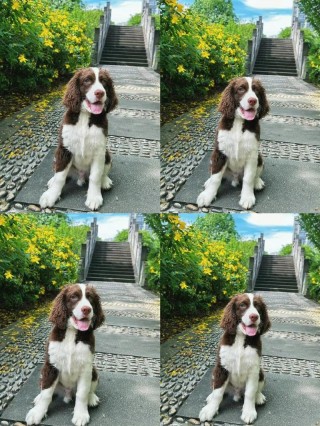 狗狗多久生宝宝，（狗狗多久生宝宝比较好）