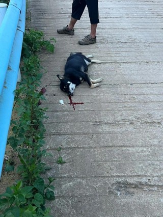 狗狗被车撞了能自愈吗？狗狗被车撞怎么判断有没有事（最新）