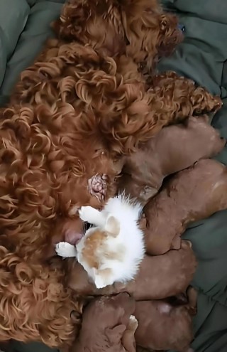 狗狗能吃猪骨头吗，（狗狗能吃猪骨头吗会死吗）