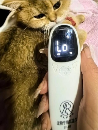 猫猫的正常体温？猫咪的正常体温（最新）