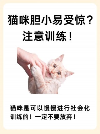 猫咪特别胆小怎么办？猫咪特别特别胆小（最新）