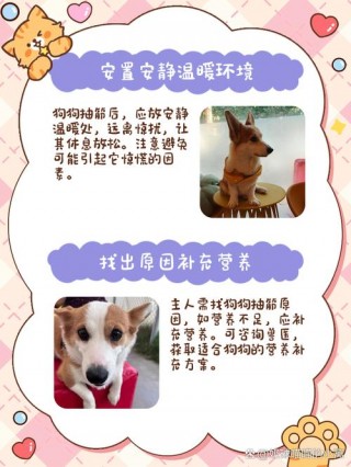 狗狗抽筋怎么办，（狗狗抽筋是什么病）